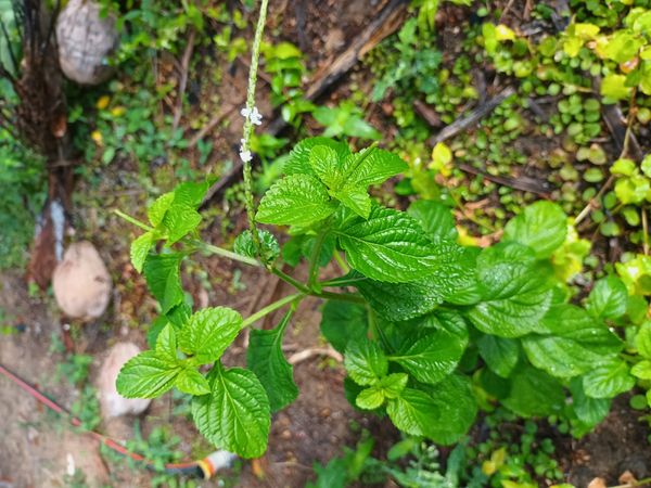 Identificação da planta Gervão-azul por foto