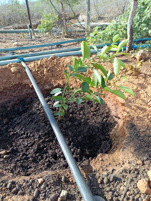 Identificação da planta Limão galego por foto