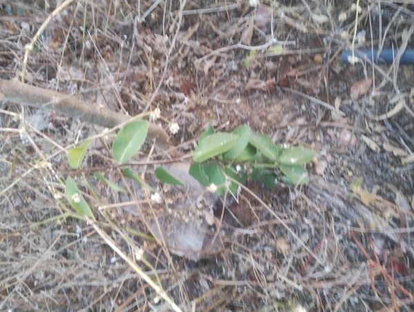 Identificação da planta Cipó-de-são-joão por foto