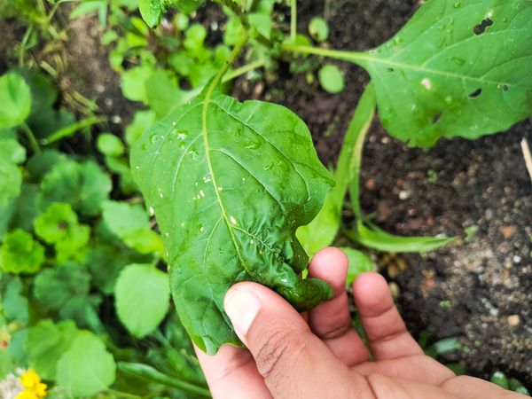 Identificação da planta Figueira-do-inferno por foto