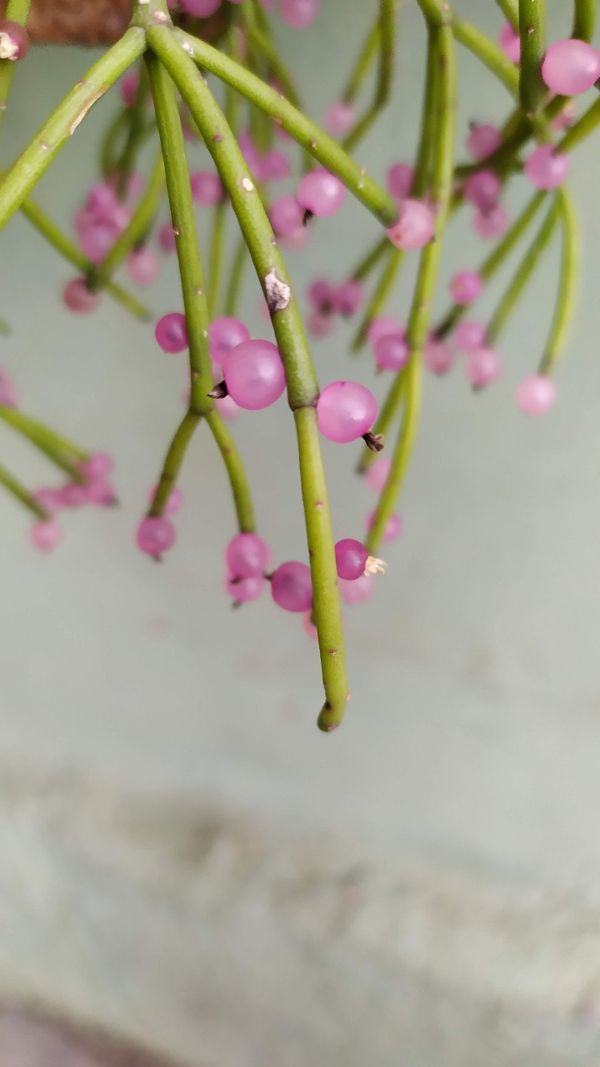 Identificação da planta Cacto-macarrão por foto