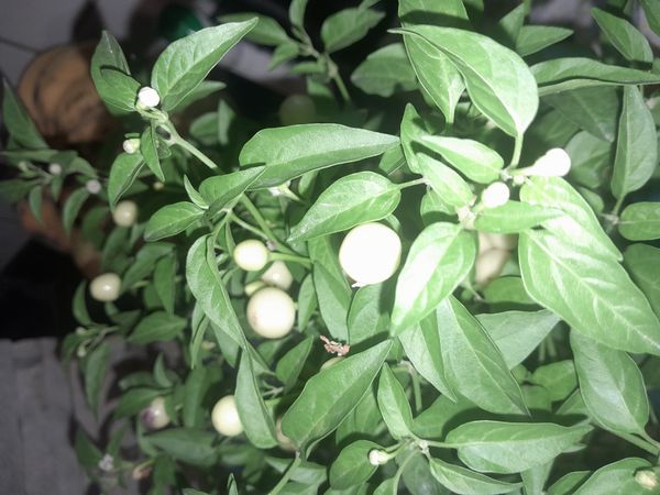Identificação da planta Pimenta por foto