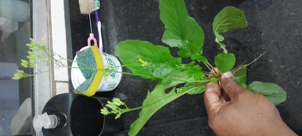 Identificação da planta Crepe do Japão por foto