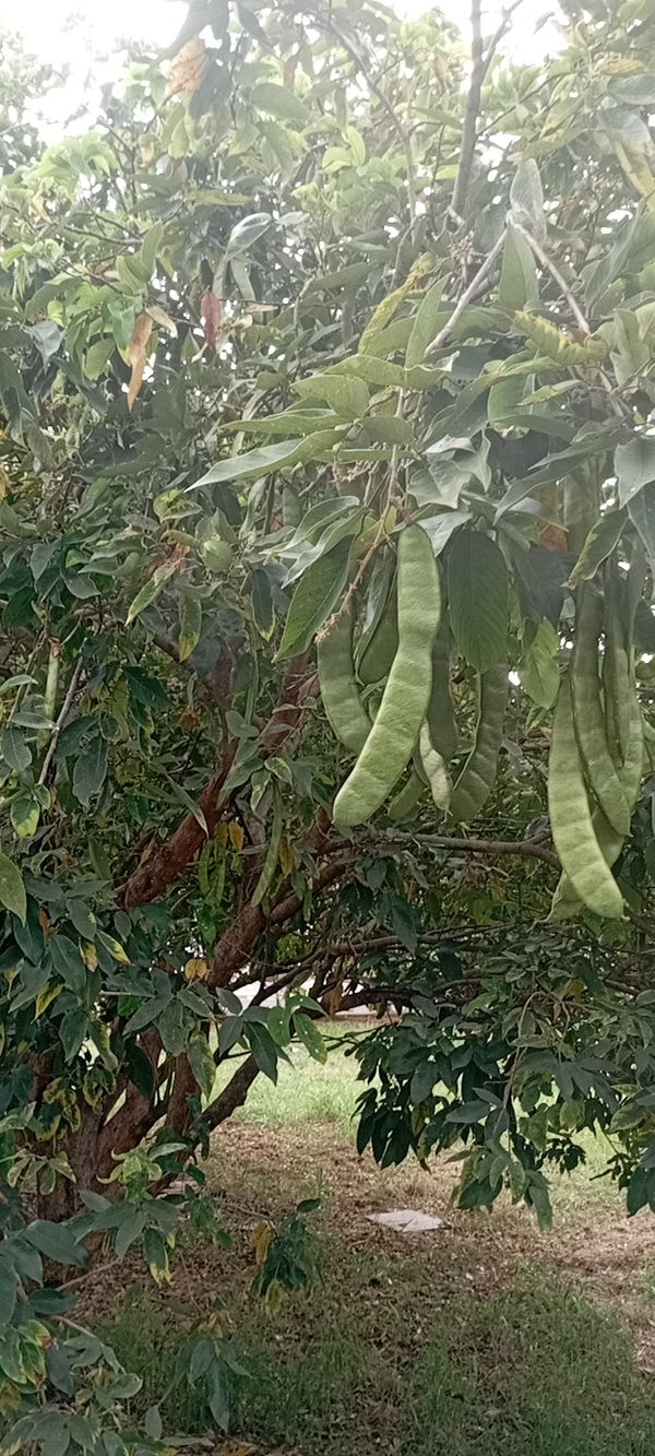 Identificação da planta Sombreiro por foto