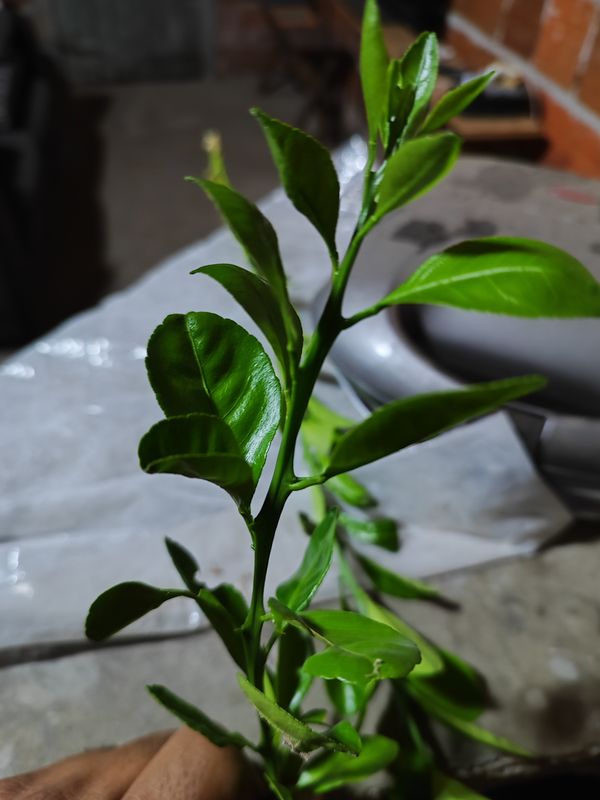 Identificação da planta Pomelo por foto