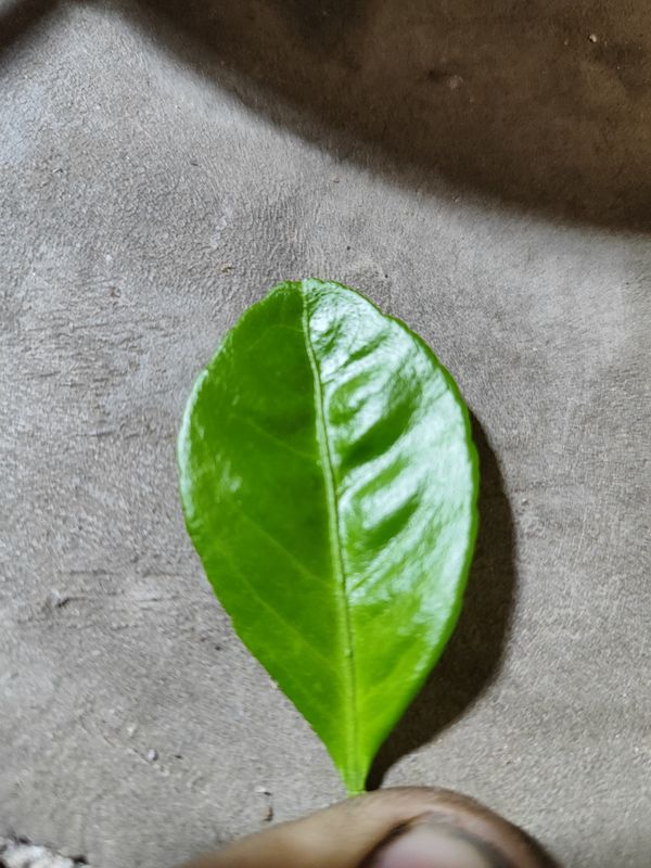 Identificação da planta Combava - mutação por foto