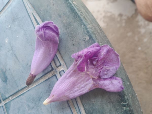 Identificação da planta Ipê-roxo por foto