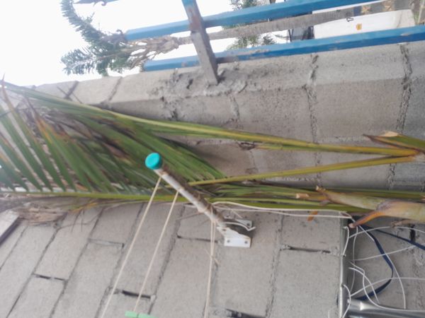 Identificação da planta Palmeira-do-mangue por foto