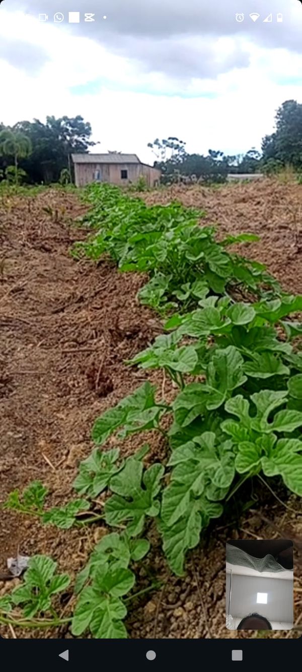 Identificação da planta Maxixe por foto