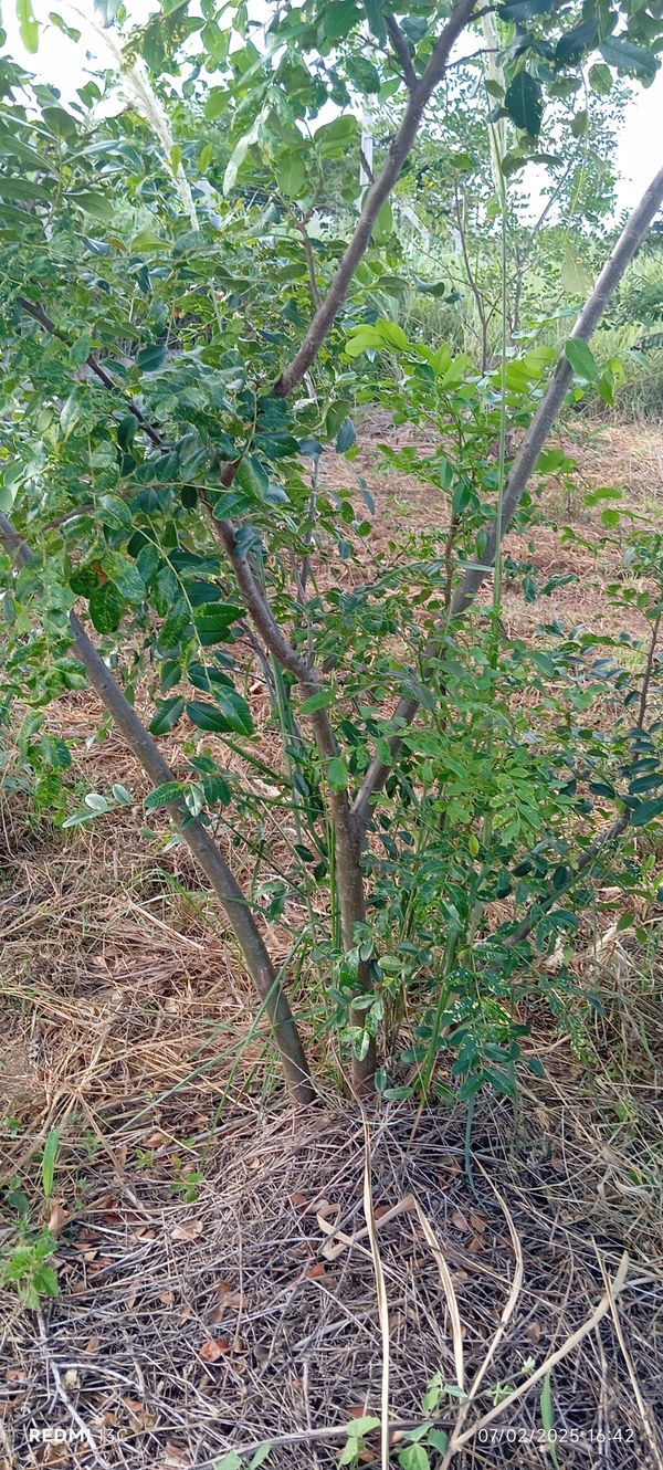 Identificação da planta Amendoim-bravo por foto