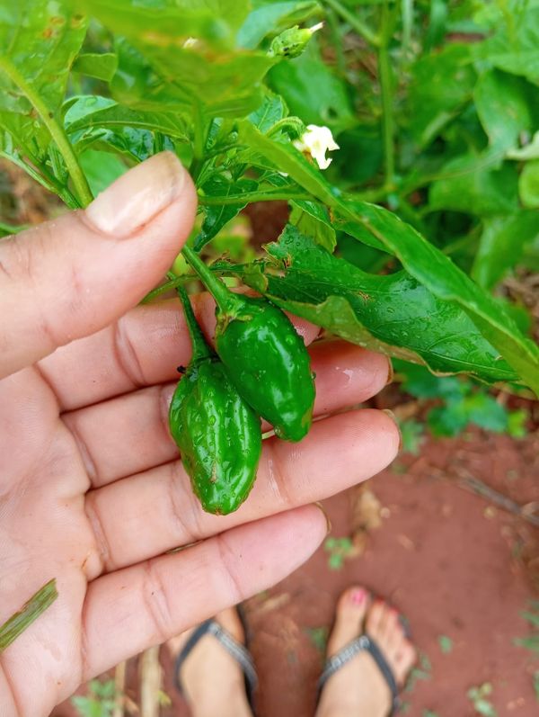 Identificação da planta Pimenta-de-cheiro por foto