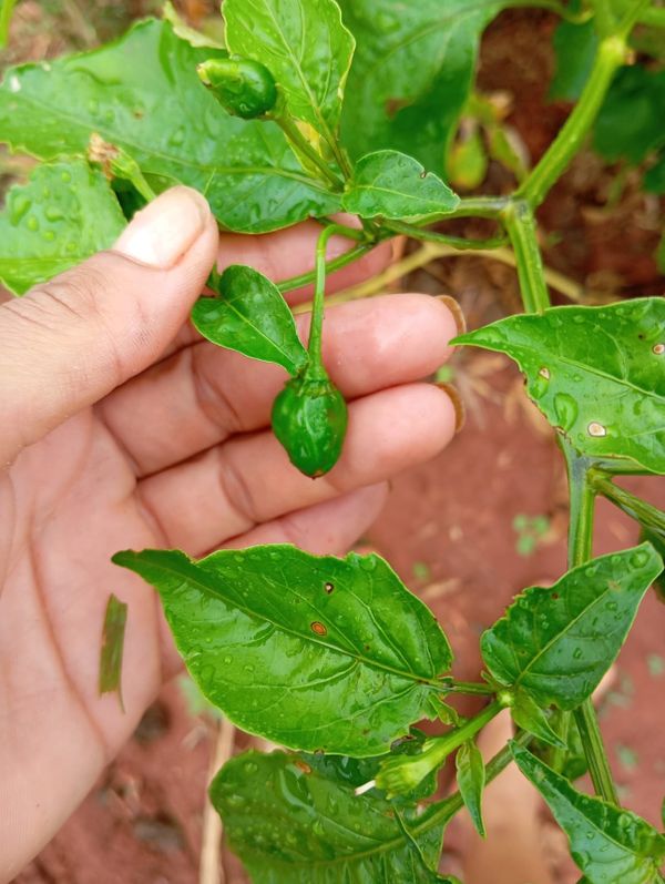 Identificação da planta Pimenta-de-cheiro por foto