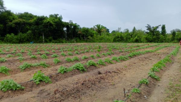 Identificação da planta Batata-inglesa por foto