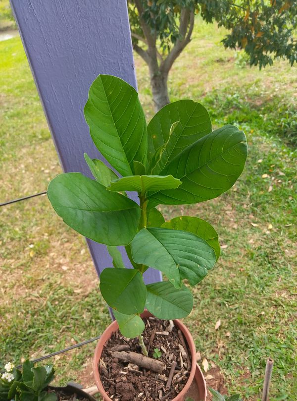 Identificação da planta Chocalho de cobra por foto