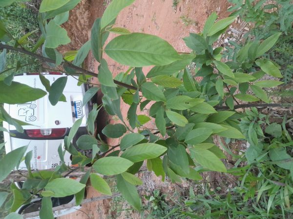 Identificação da planta Fruta-do-conde por foto