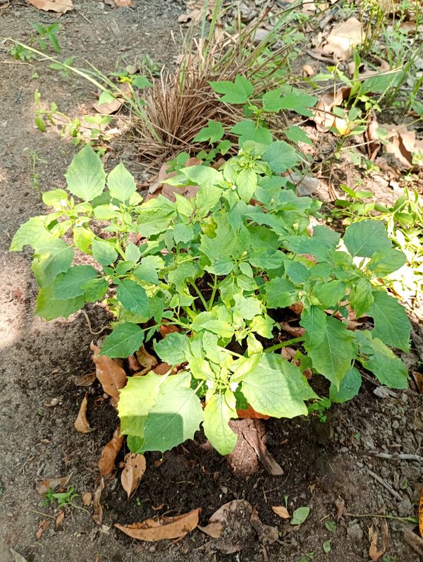 Identificação da planta Camapu por foto