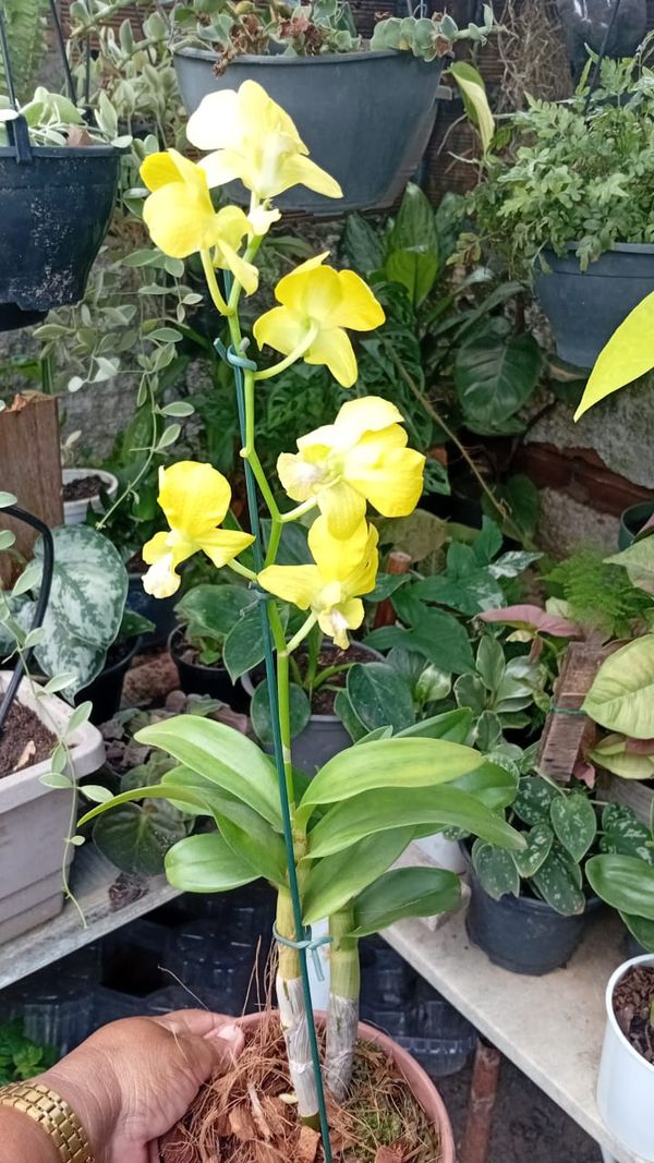Identificação da planta Olho-de-boneca por foto
