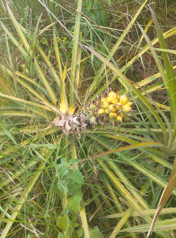 Identificação da planta Caraguatá por foto