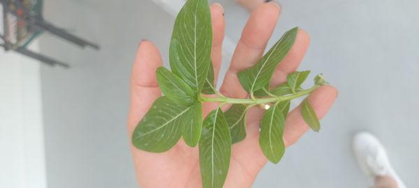Identificação da planta Vinca por foto