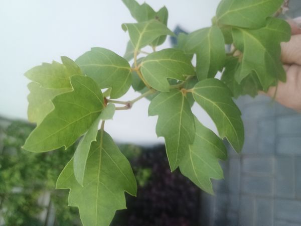 Identificação da planta Trepadeira-vinga por foto