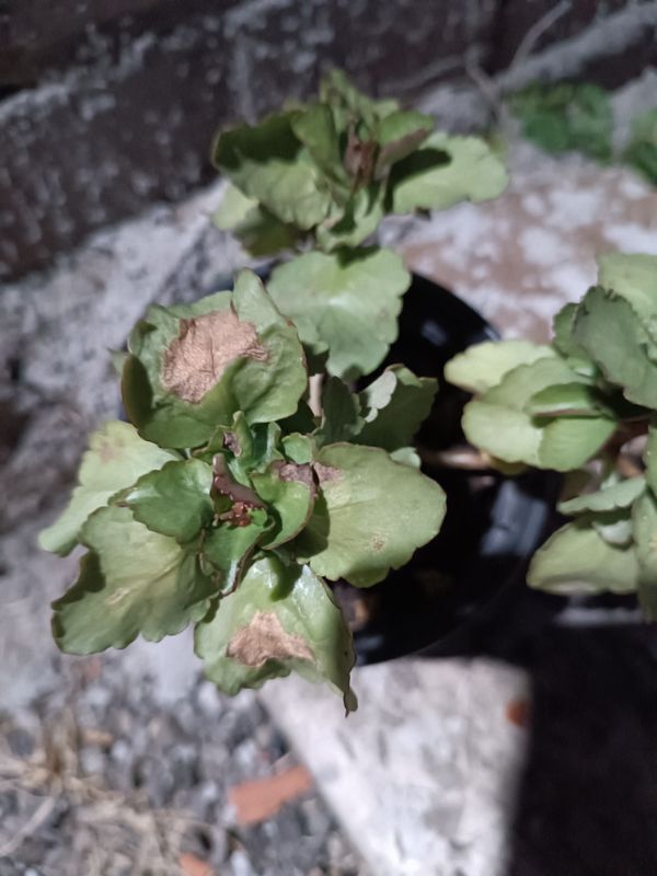 Identificação da planta Flor da fortuna por foto