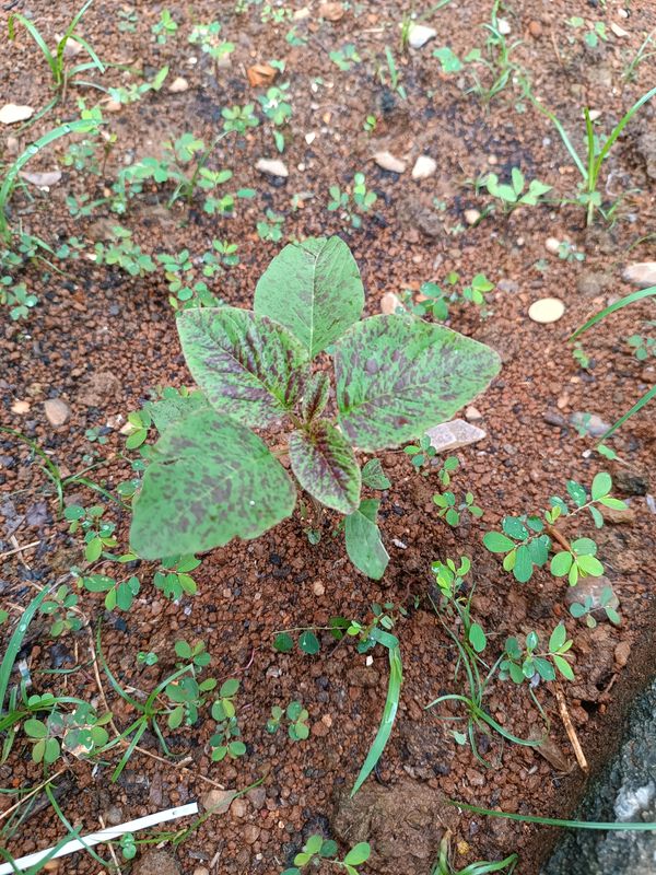 Identificação da planta Bredo por foto