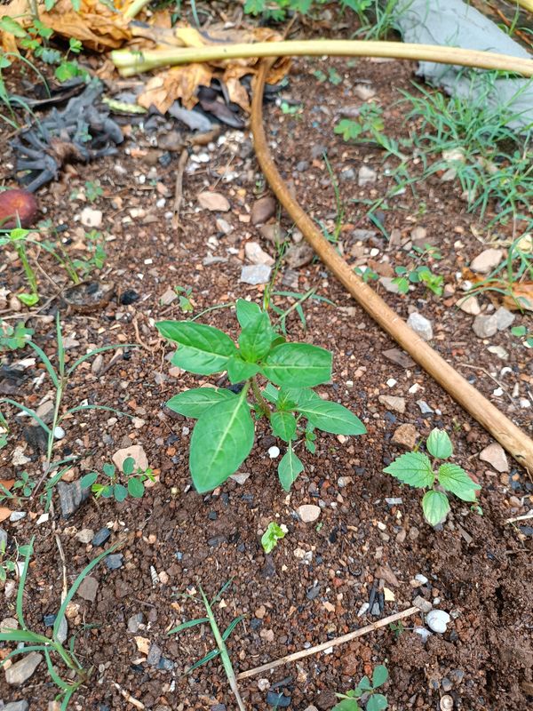 Identificação da planta Espinho-de-cristo por foto