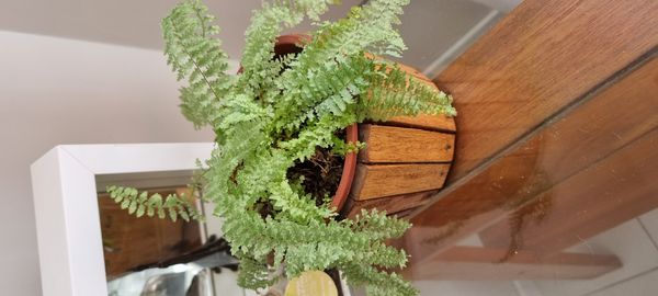 Identificação da planta Samambaia por foto