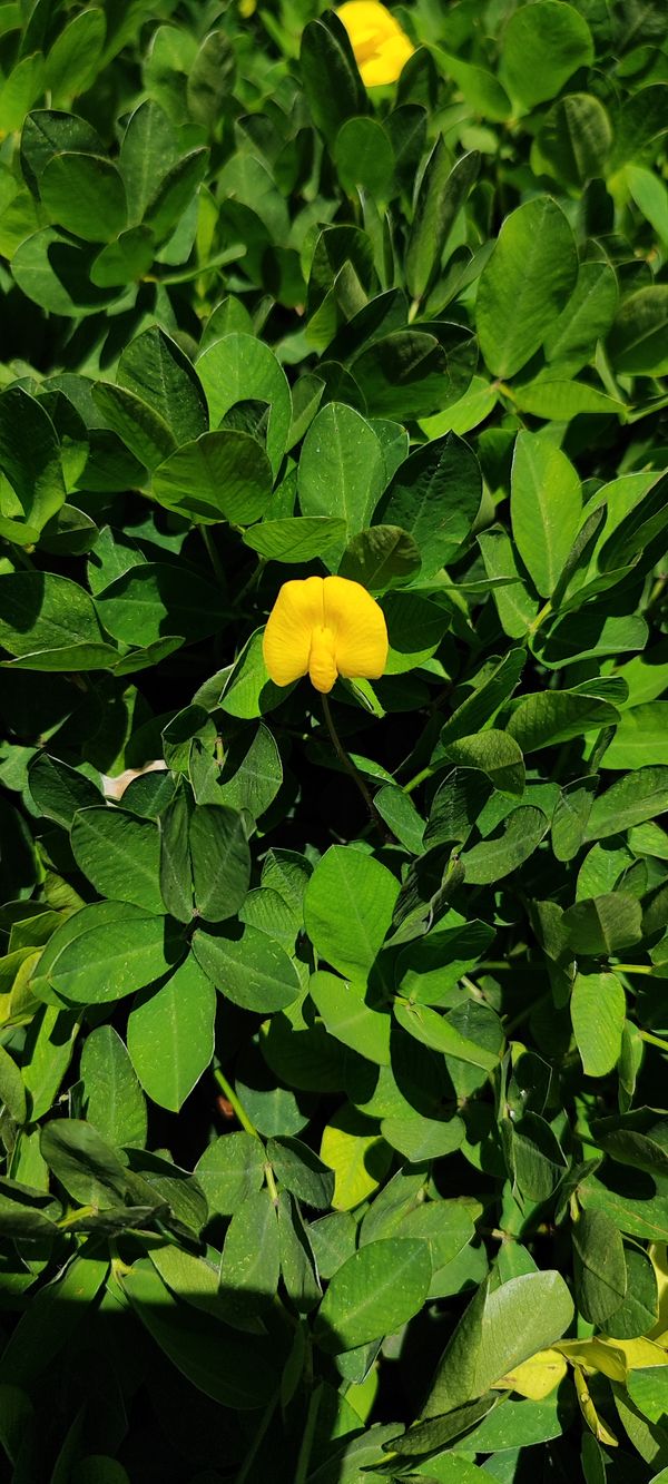 Identificação da planta Amendoim-forrageiro por foto