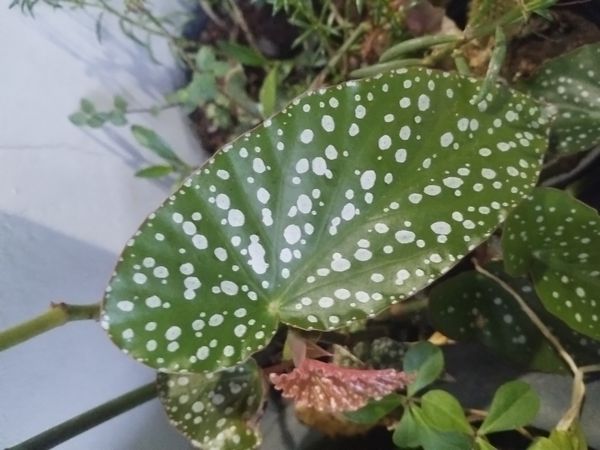 Identificação da planta Begônia maculata por foto