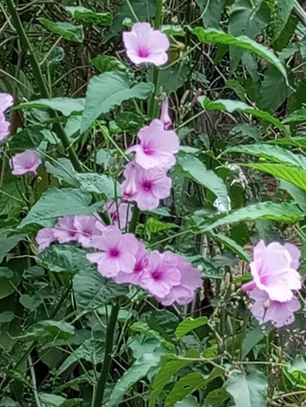 Identificação da planta Canudo-de-pito por foto