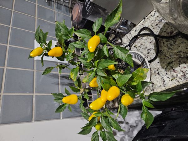 Identificação da planta Malagueta por foto