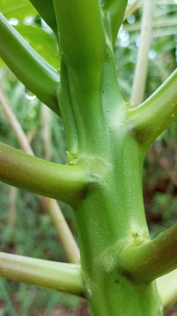 Identificação da planta Babaco por foto