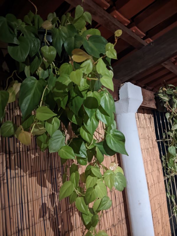 Identificação da planta Jiboia por foto