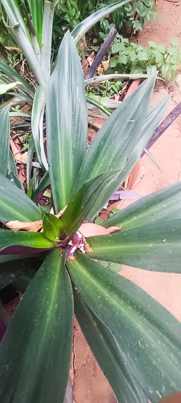 Identificação da planta Abacaxi-roxo por foto