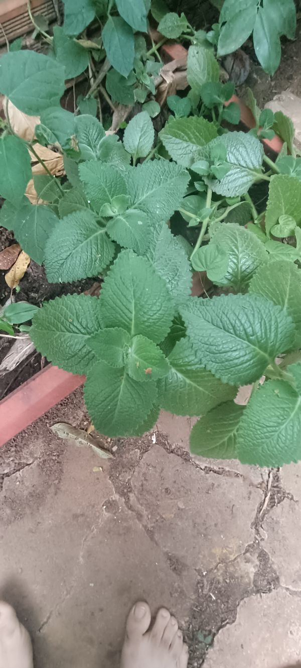 Identificação da planta Hortelã pimenta por foto
