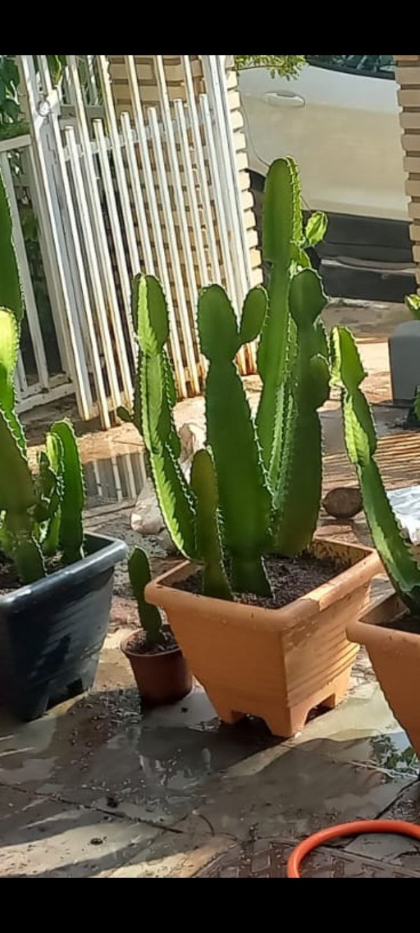 Identificação da planta Cacto-candelabro por foto