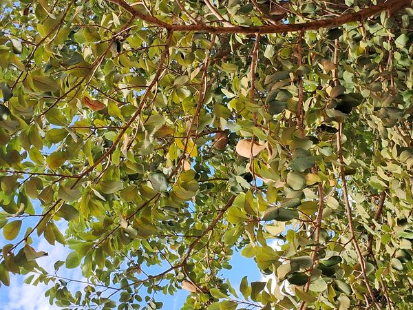Identificação da planta Mutondoro por foto