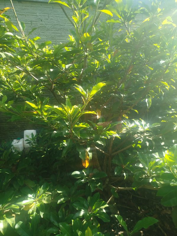 Identificação da planta Sapoti por foto