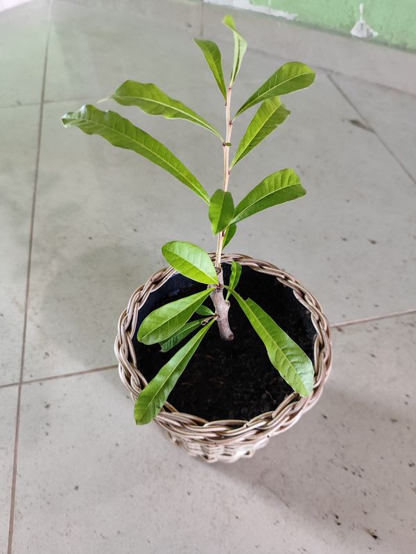 Identificação da planta Coité por foto