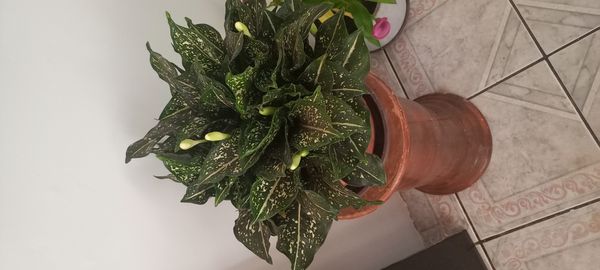 Identificação da planta Comigo-ninguém-pode por foto