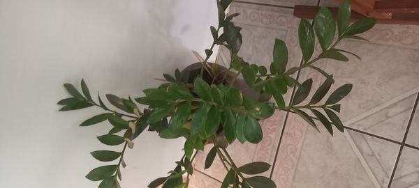 Identificação da planta Zamioculcas por foto