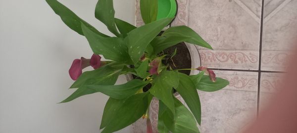 Identificação da planta Lírio de Calla por foto
