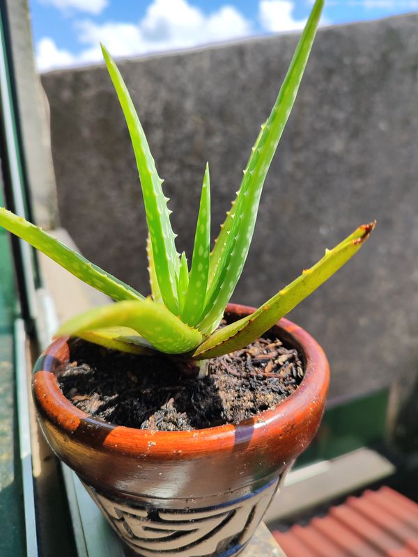 Identificação da planta Babosa por foto