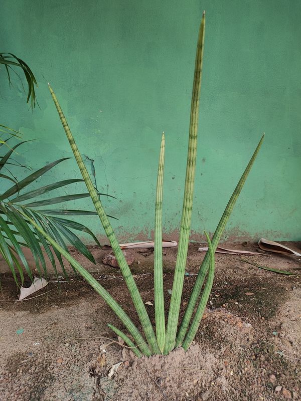 Identificação da planta Lança de São Jorge por foto