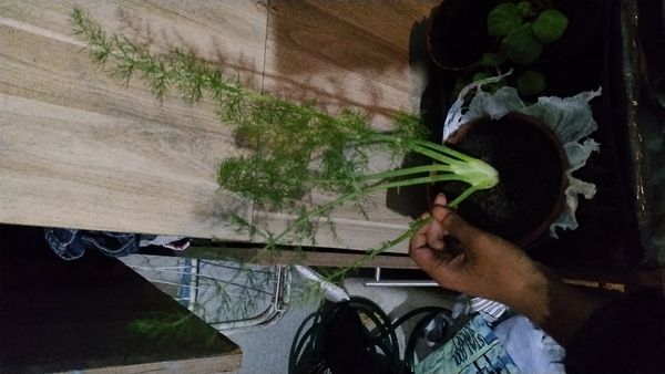 Identificação da planta Funcho por foto