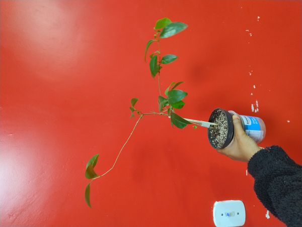 Identificação da planta Pitanga por foto