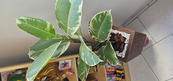 Identificação da planta Figueira-elástica por foto