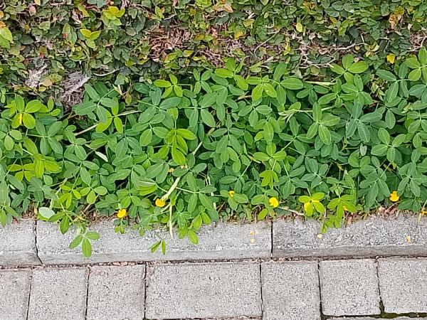 Identificação da planta Amendoim-forrageiro por foto