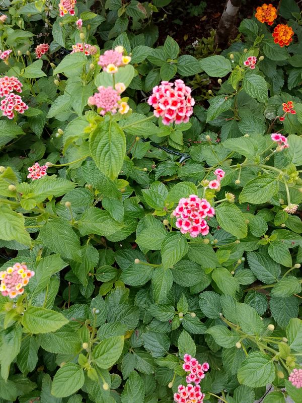 Identificação da planta camará por foto